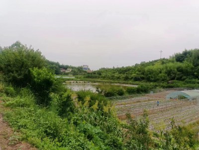 竹海采摘园